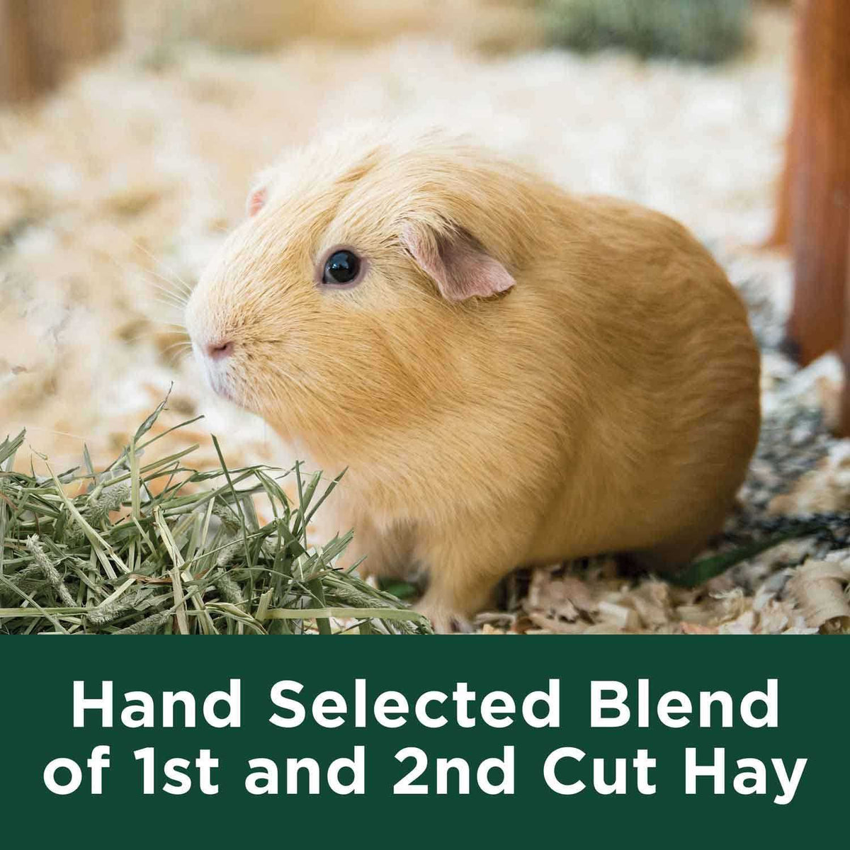 Timothy Hay A60284