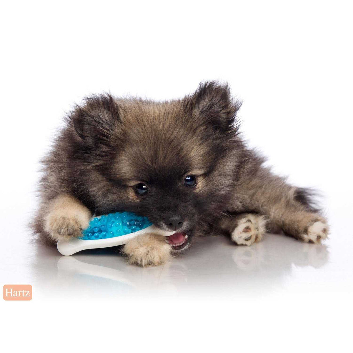 Dog Chew Toy R58873