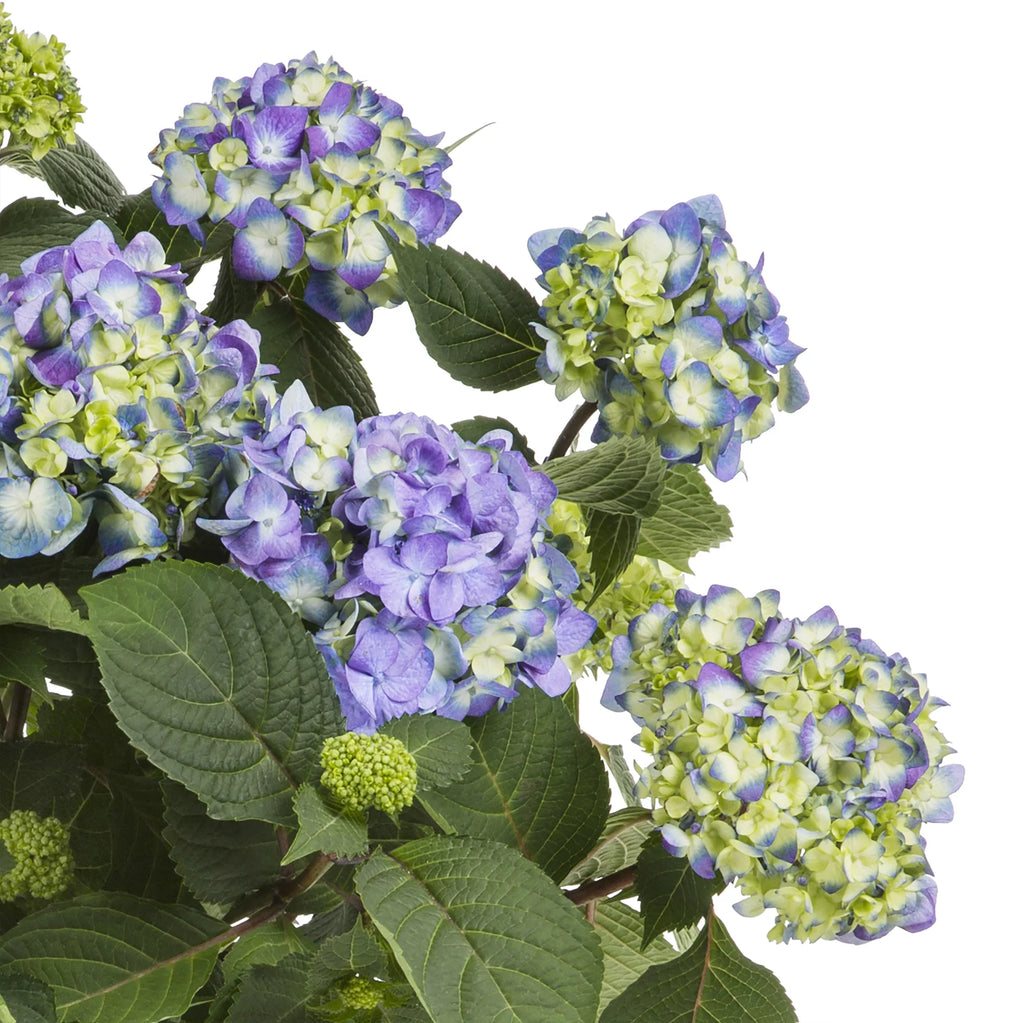 Blue Pink Hydrangea Live Shrub with Grower Pot G76738