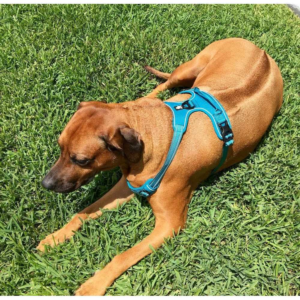 Reflective Dog Harness and Leash Z6834