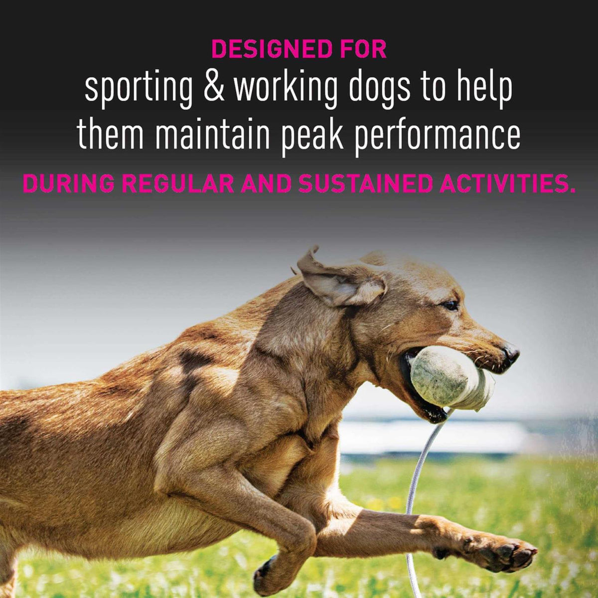 Premium Performance Dry Dog Food X24261