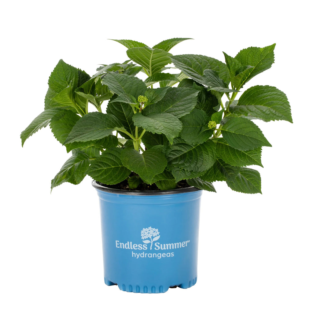 Blue Pink Hydrangea Live Shrub with Grower Pot G76738