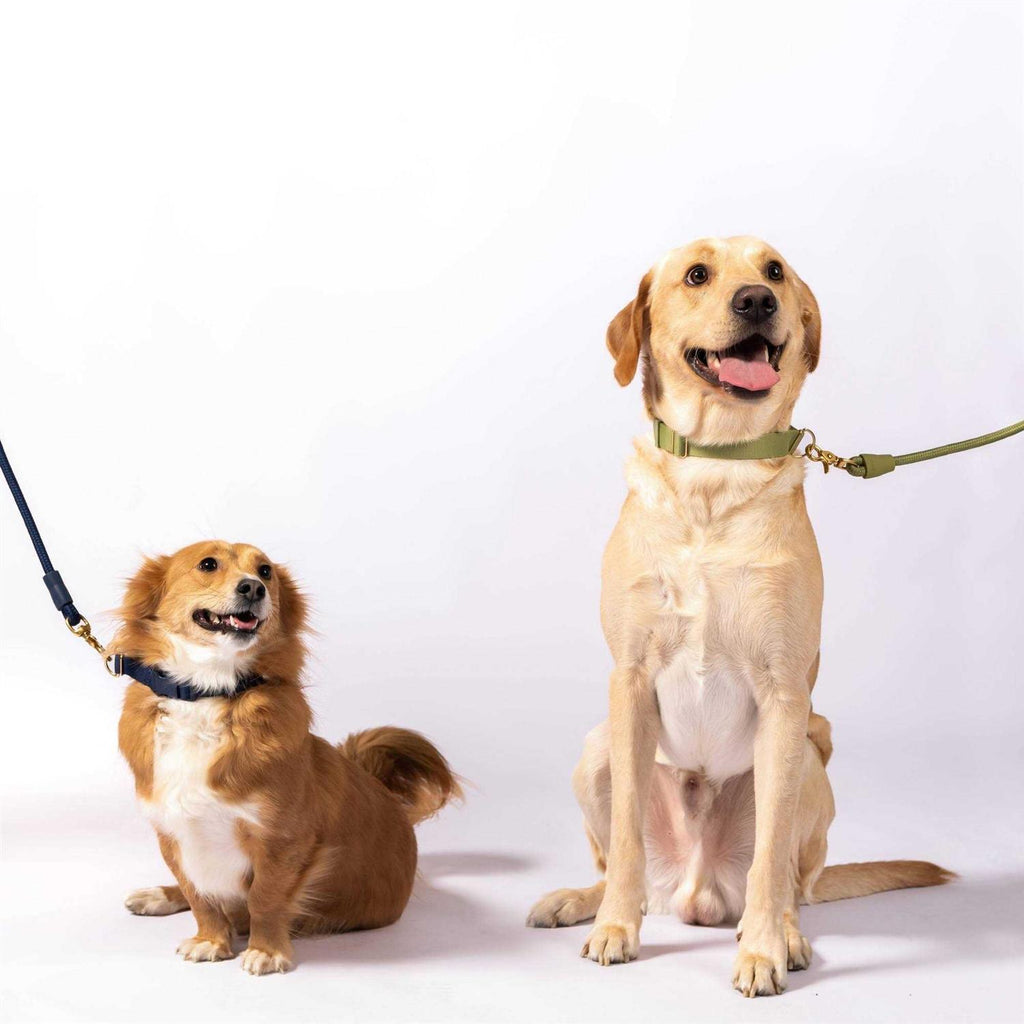 Standard Dog Collar R6981