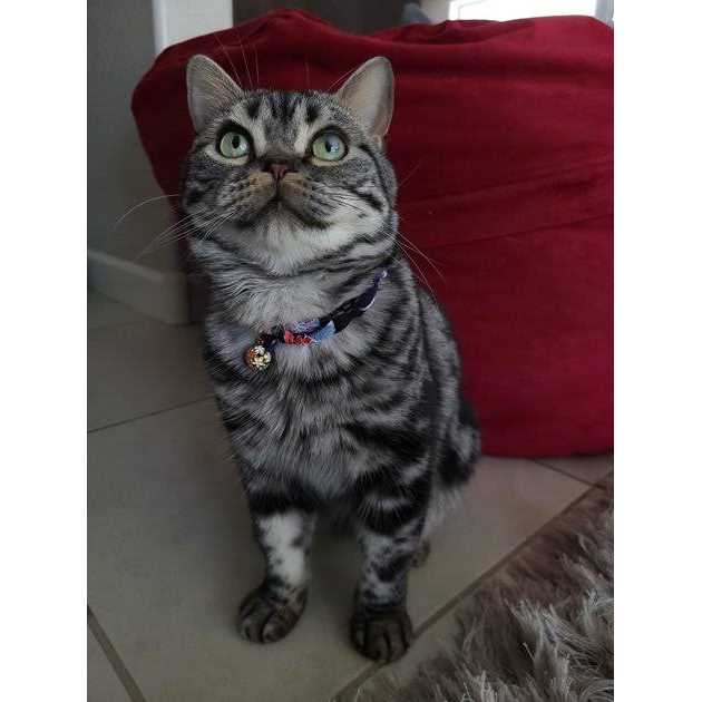 Chirimen Cat Collar I4243