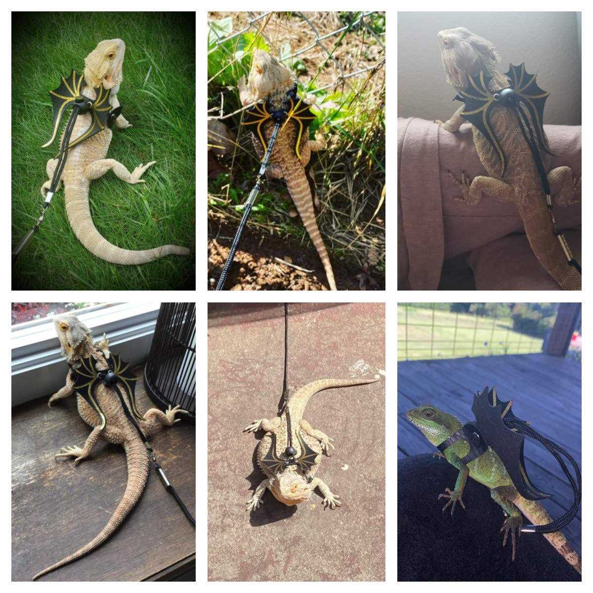 Bearded Dragon Lizard Harness Leash 3 Size Pack X769