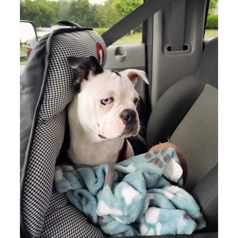 Dog Car Seat for Small and Medium Dogs L931398