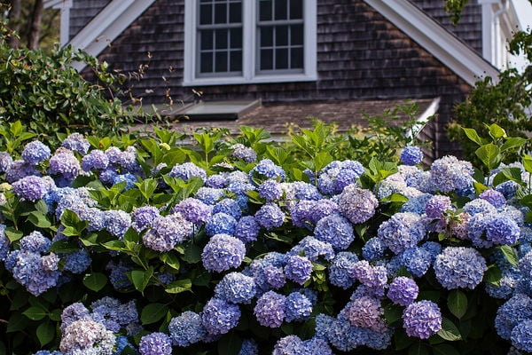 Blue Pink Hydrangea Live Shrub with Grower Pot G76738