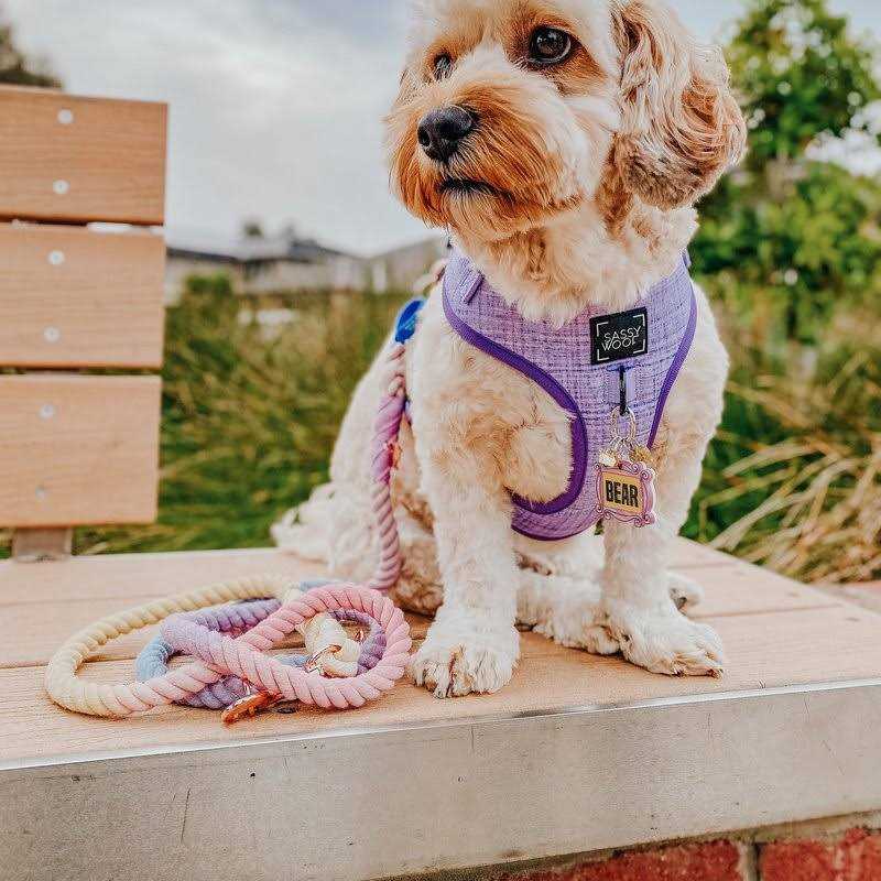 Dog Rope Leash E4606