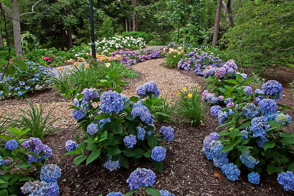 Blue Pink Hydrangea Live Shrub with Grower Pot G76738