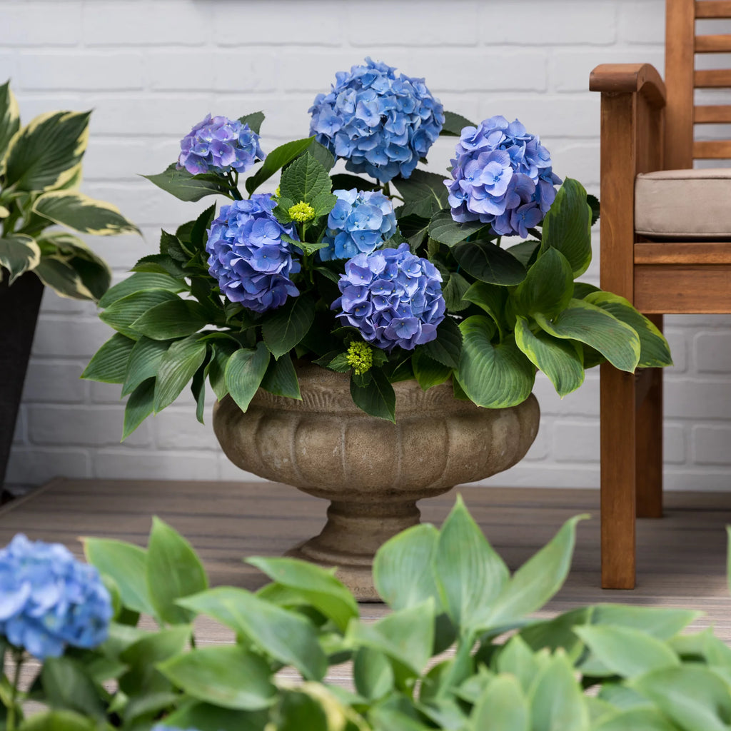 Blue Pink Hydrangea Live Shrub with Grower Pot G76738