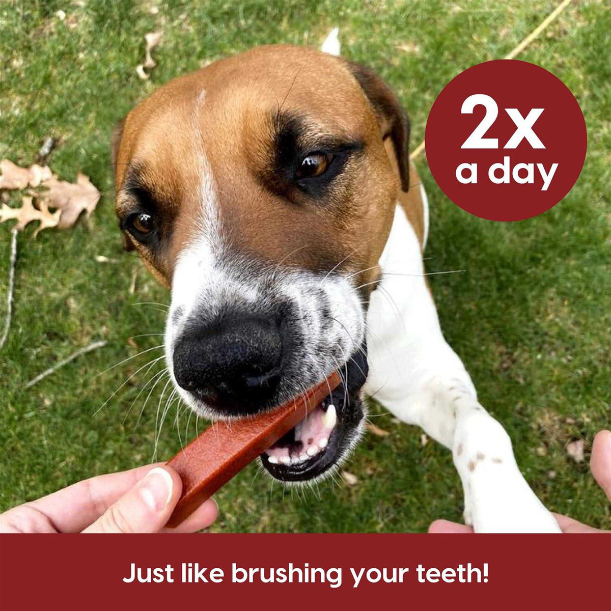 Brushless Toothpaste Dental Dog Chews E741
