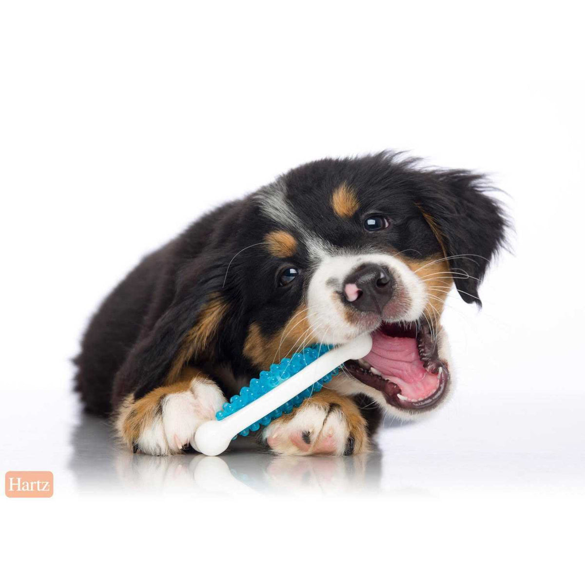 Dog Chew Toy R58873