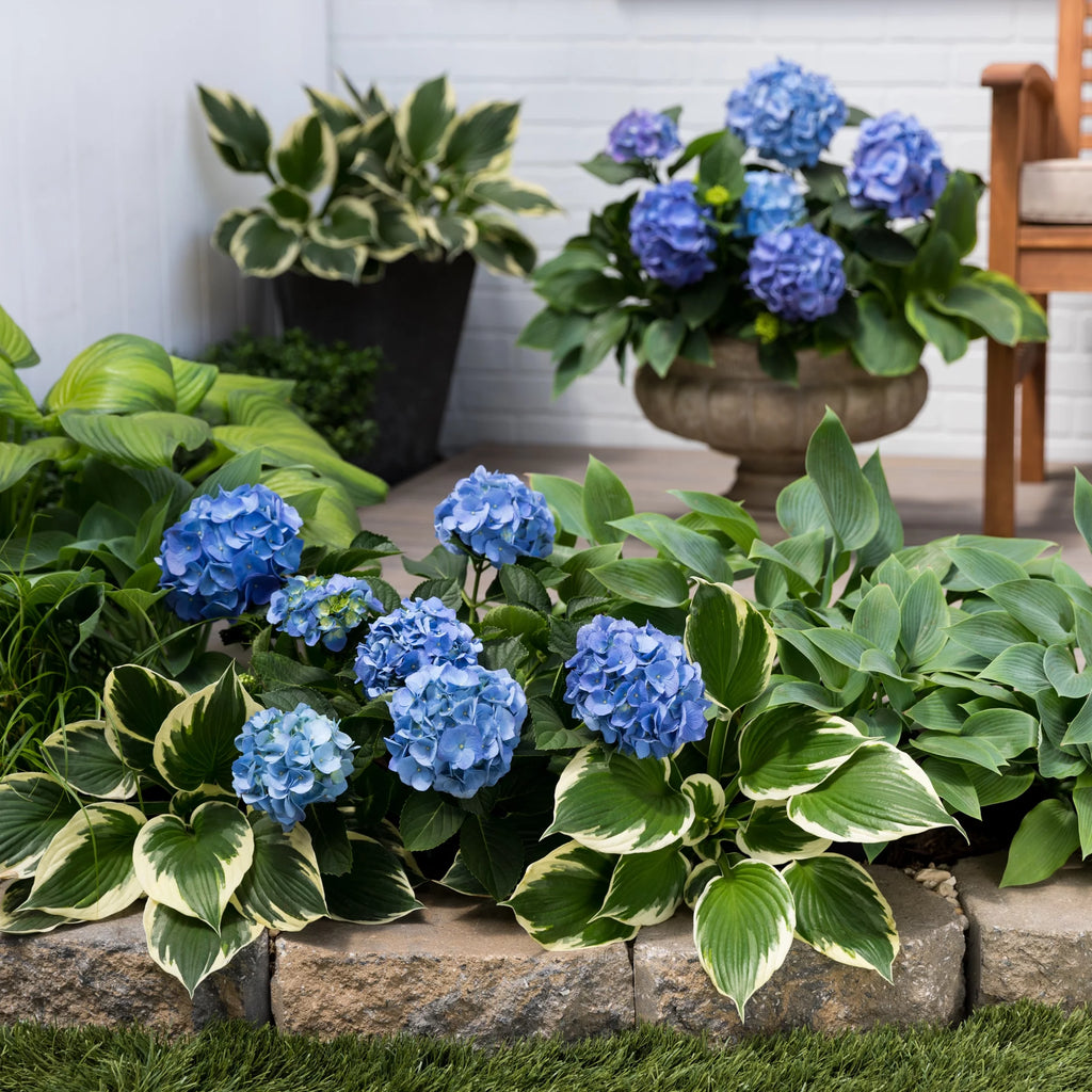 Blue Pink Hydrangea Live Shrub with Grower Pot G76738