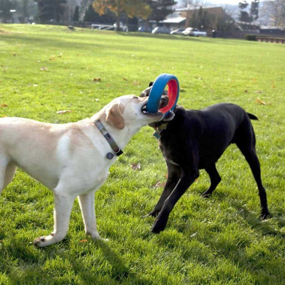 Dog Toy E1722