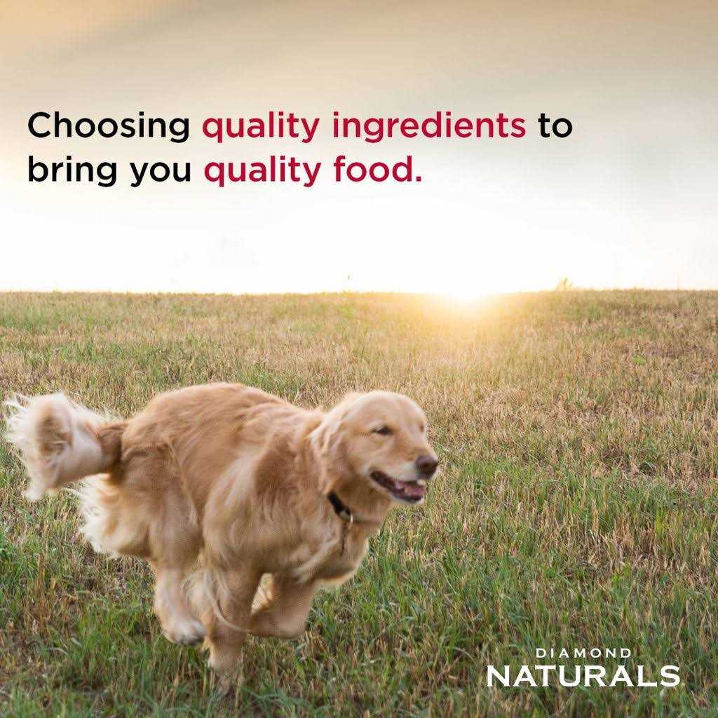 Beef Dinner Formula Adult Wet Dog Food F9981