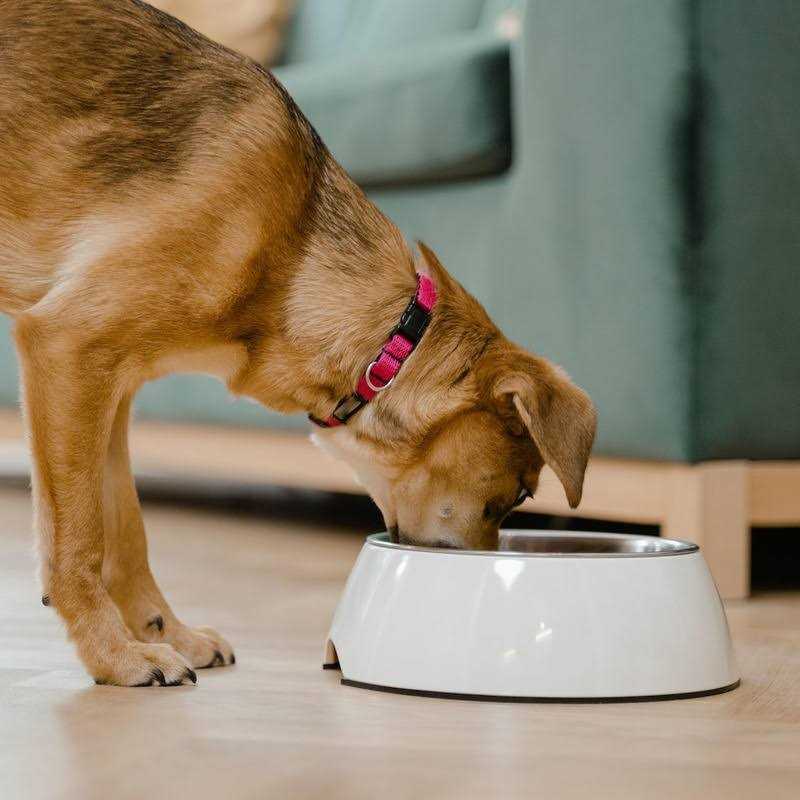 Lamb Rice Vegetable Dog Food H38132